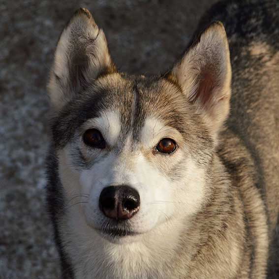 Sledehond team husky