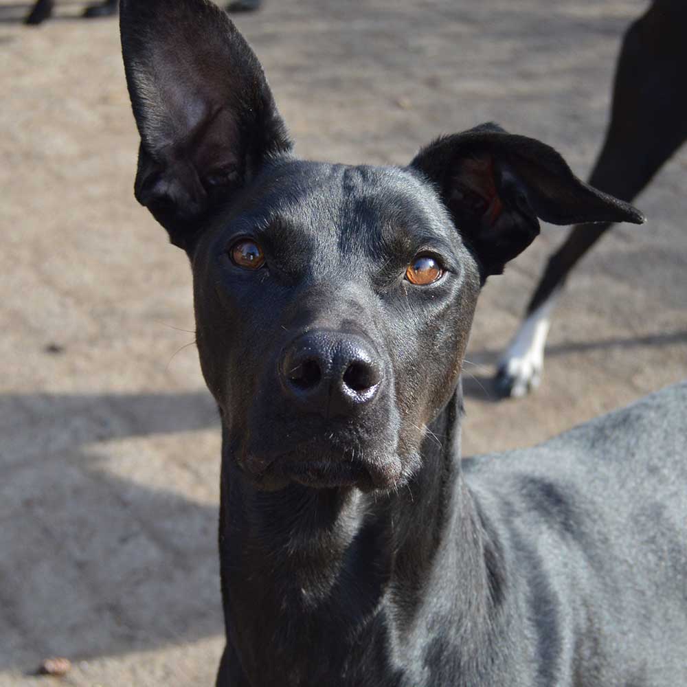 Sledehond team scandinavian hound