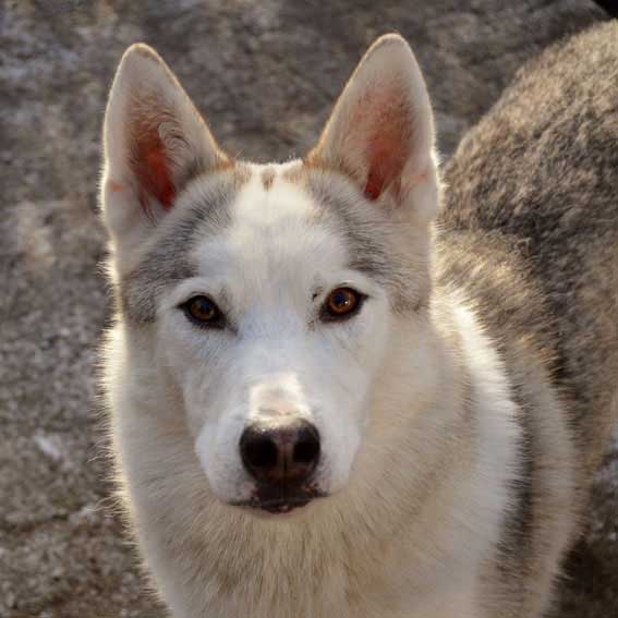 Sledehond team husky