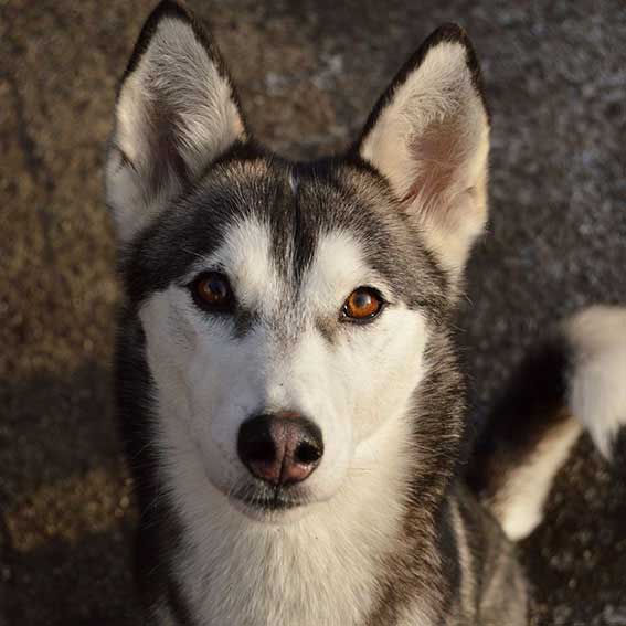 Sledehond team husky