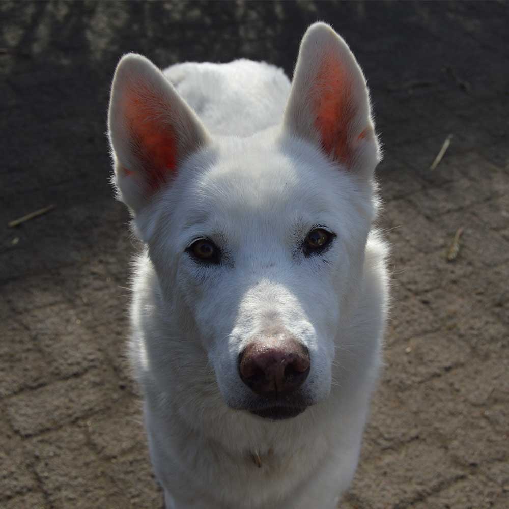 Sledehond team husky