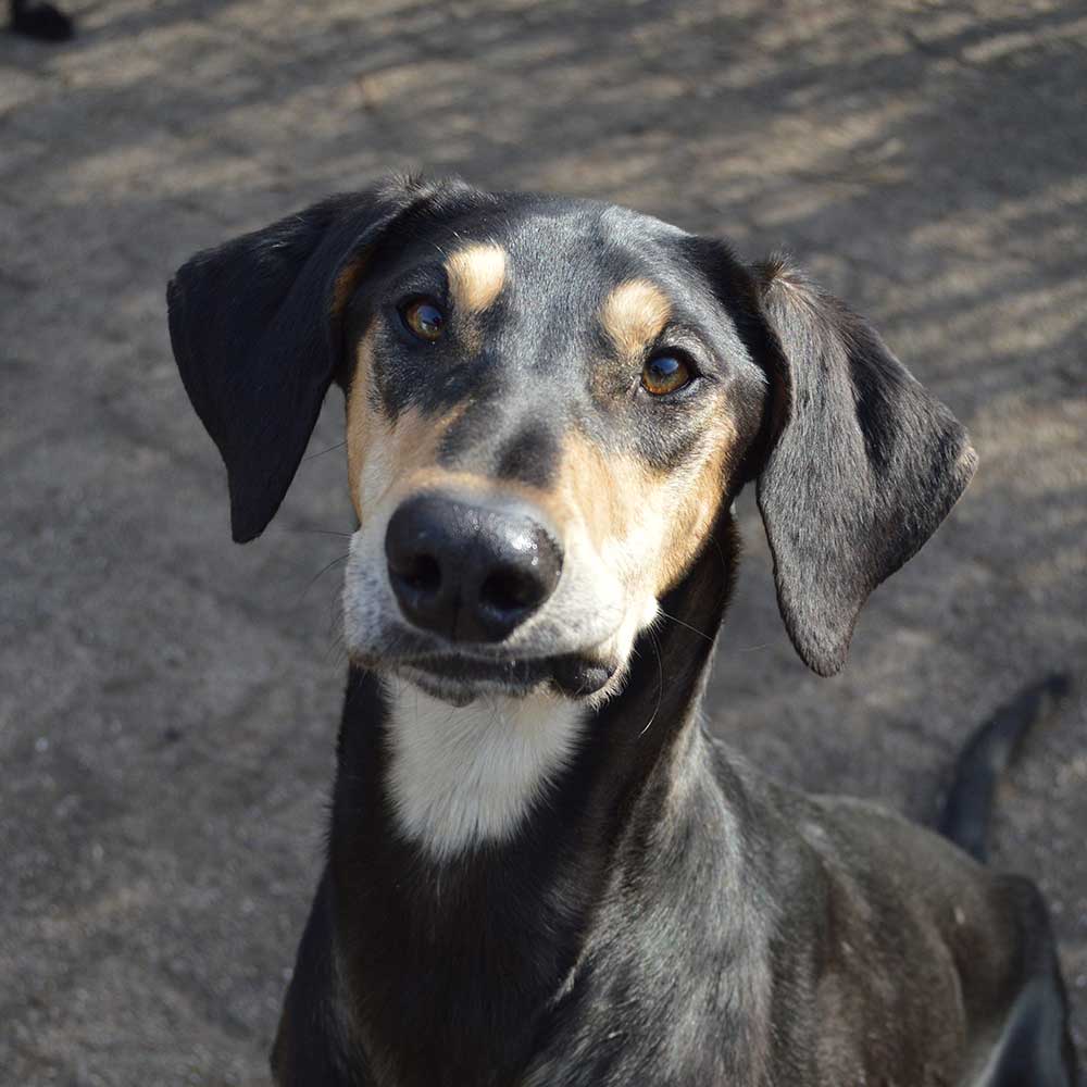 Sledehond team scandinavian hound