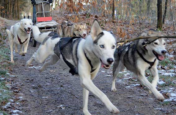 Sledehond husky's