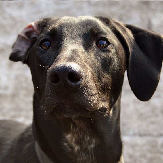 Sledehond team scandinavian hound