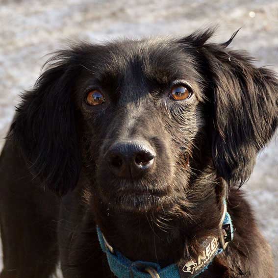 Sledehond team scandinavian hound