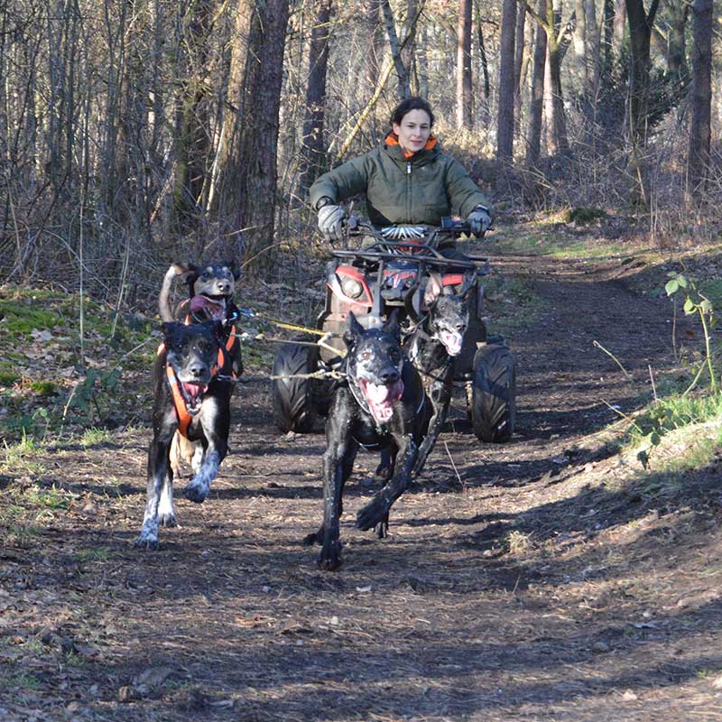 Sledehonden trainen