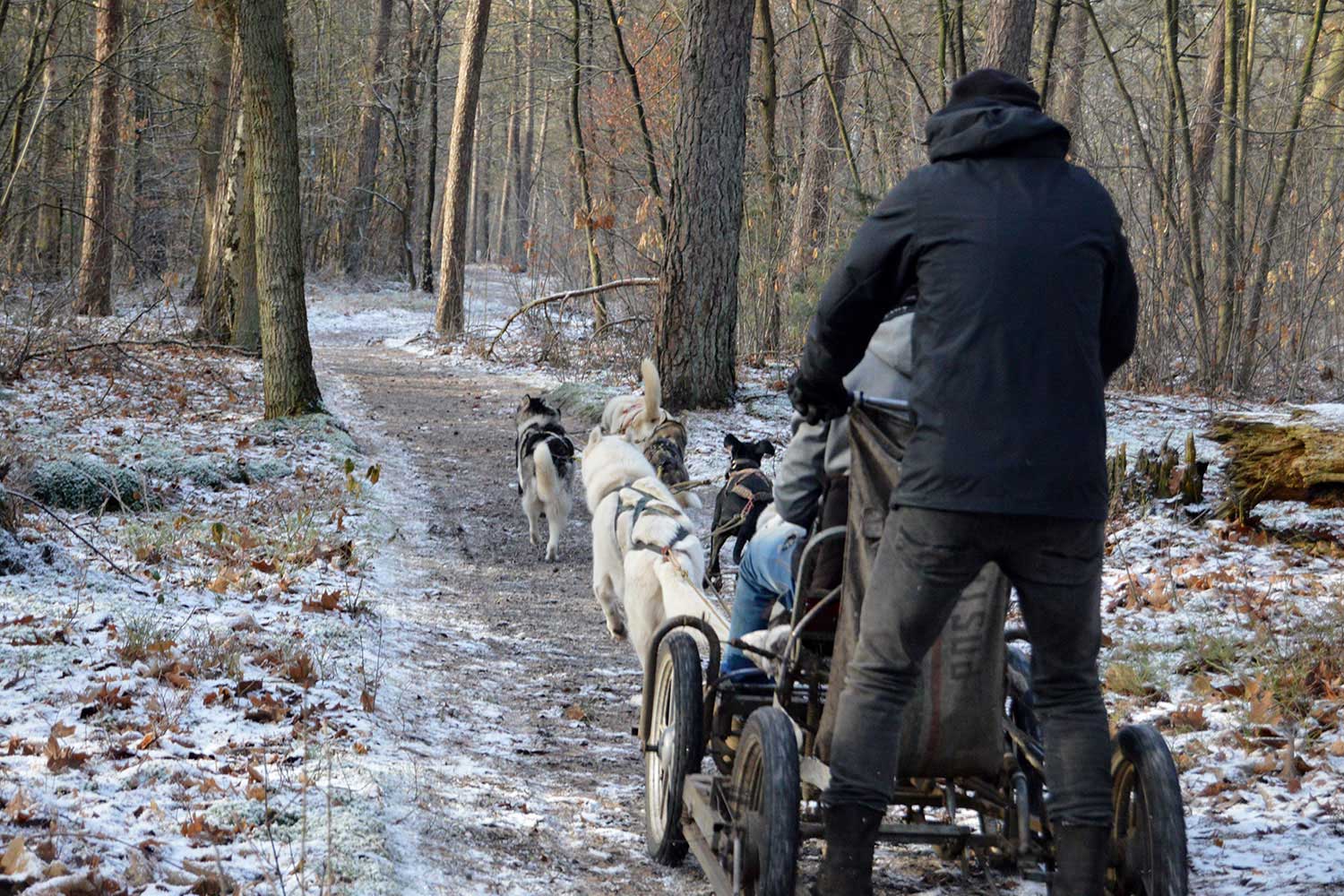 Racen met husky's!