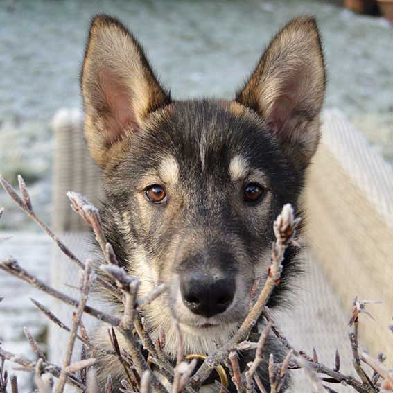 Sledehond team husky