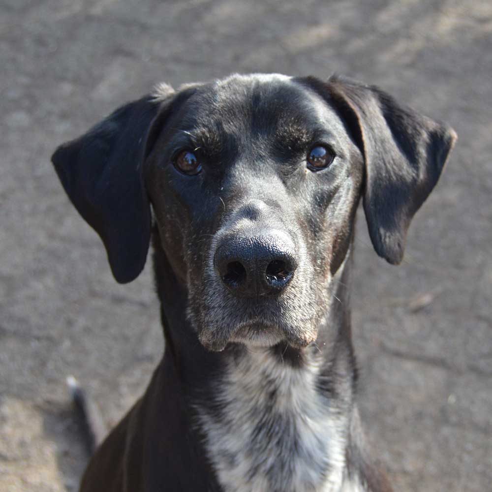 Sledehond team scandinavian hound