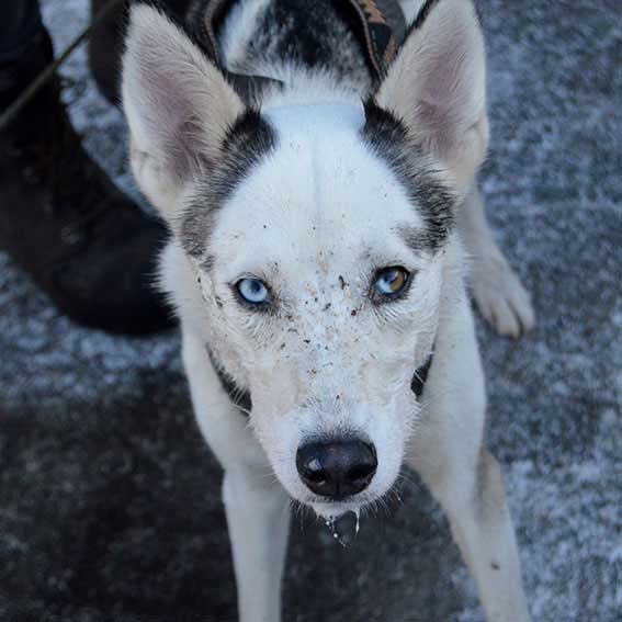 Sledehond team husky 